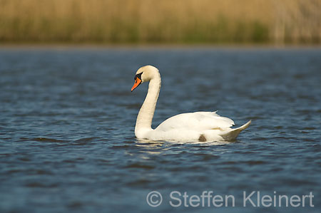 017 Höckerschwan (Cygnus olor)